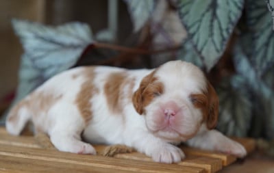 Les chiots de Cavalier King Charles Spaniel