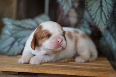 Les chiots de Cavalier King Charles Spaniel