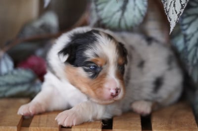 Les chiots de Berger Australien