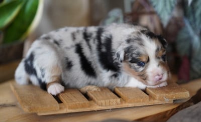 Les chiots de Berger Australien