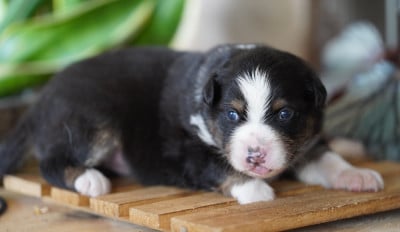 Les chiots de Berger Australien