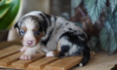 Les chiots de Berger Australien