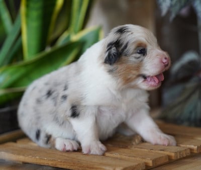 Les chiots de Berger Australien