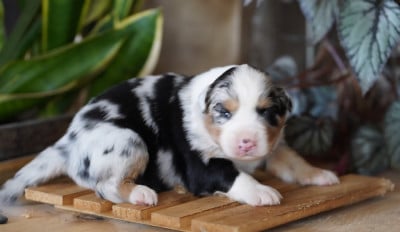 Les chiots de Berger Australien