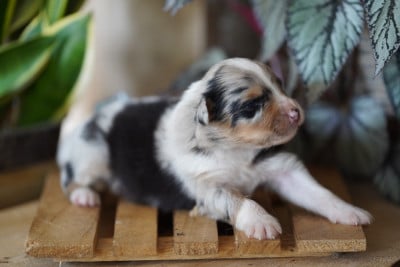 Les chiots de Berger Australien