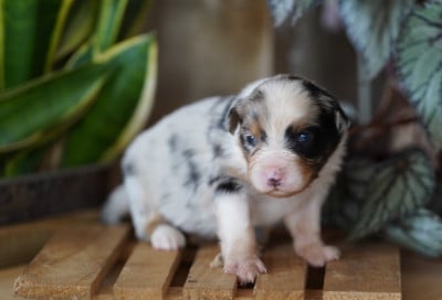 Les chiots de Berger Australien