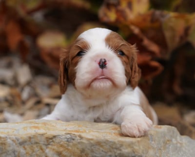 Les chiots de Cavalier King Charles Spaniel