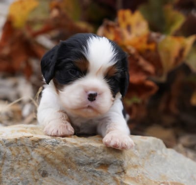 Les chiots de Cavalier King Charles Spaniel