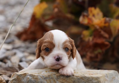 Les chiots de Cavalier King Charles Spaniel
