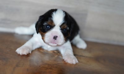 Les chiots de Cavalier King Charles Spaniel