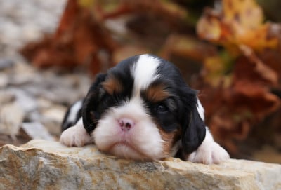 Les chiots de Cavalier King Charles Spaniel