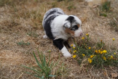 Les chiots de Berger Australien