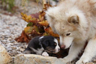 Les chiots de Berger Australien
