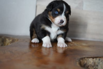 Les chiots de Berger Australien