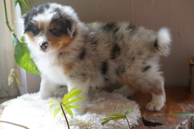 Les chiots de Berger Australien
