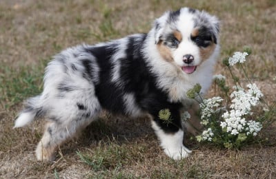 Les chiots de Berger Australien