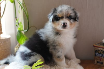 Les chiots de Berger Australien