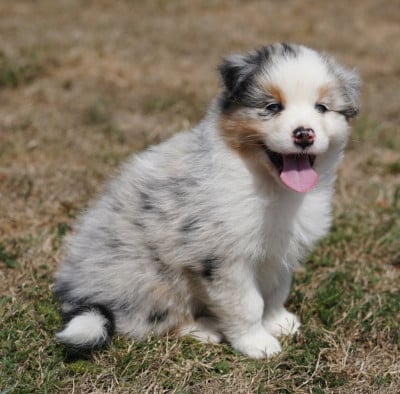 Les chiots de Berger Australien