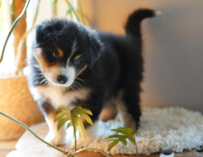 Les chiots de Berger Australien