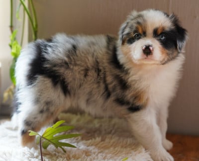Les chiots de Berger Australien