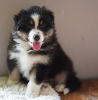 Les chiots de Berger Australien