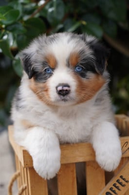 Les chiots de Berger Australien