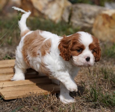 Les chiots de Cavalier King Charles Spaniel