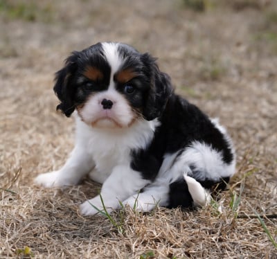 Les chiots de Cavalier King Charles Spaniel
