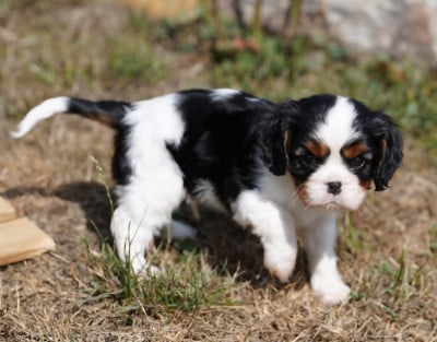 Les chiots de Cavalier King Charles Spaniel