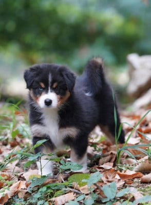 Les chiots de Berger Australien