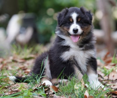 Les chiots de Berger Australien