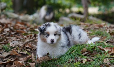 Les chiots de Berger Australien