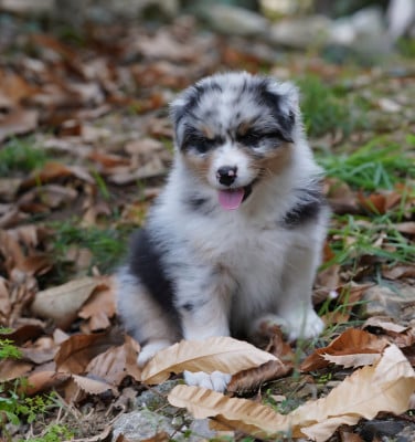 Les chiots de Berger Australien