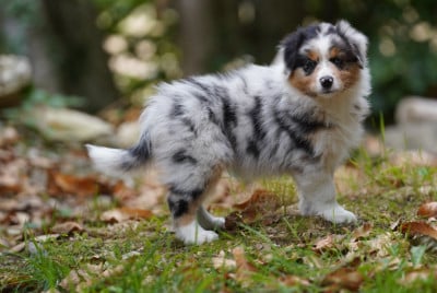 Les chiots de Berger Australien