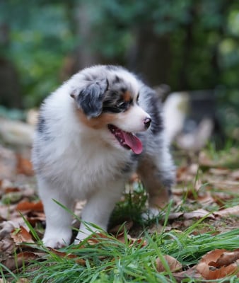 Les chiots de Berger Australien
