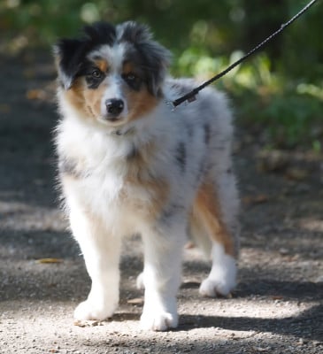 Les chiots de Berger Australien