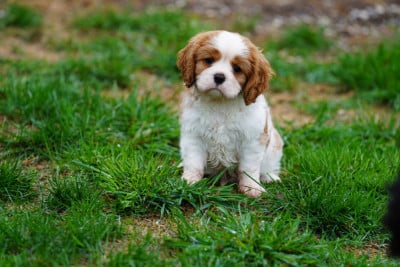 Les chiots de Cavalier King Charles Spaniel