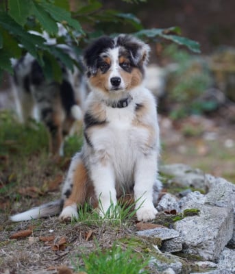 Les chiots de Berger Australien