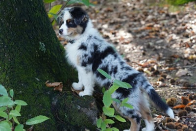 Les chiots de Berger Australien