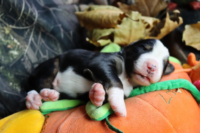 Les chiots de Berger Australien