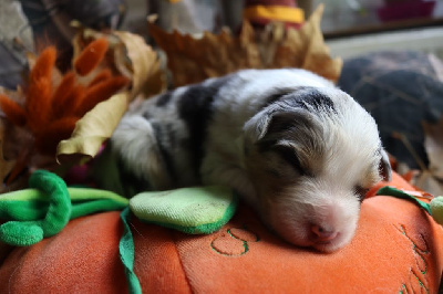Les chiots de Berger Australien