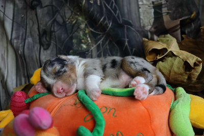 Les chiots de Berger Australien