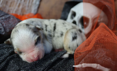 Les chiots de Berger Australien