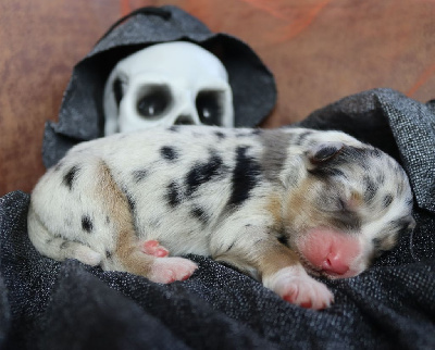 Les chiots de Berger Australien