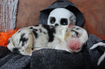 Les chiots de Berger Australien