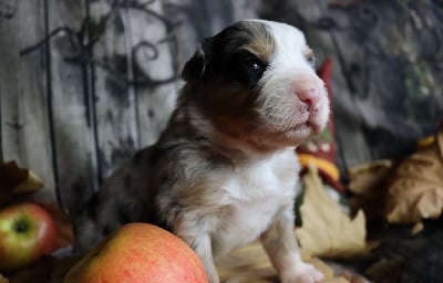 Les chiots de Berger Australien