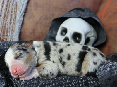 Les chiots de Berger Australien