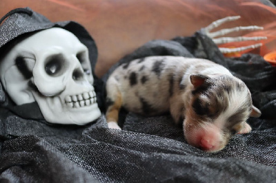 Les chiots de Berger Australien