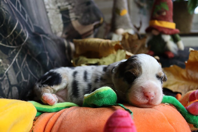 Les chiots de Berger Australien