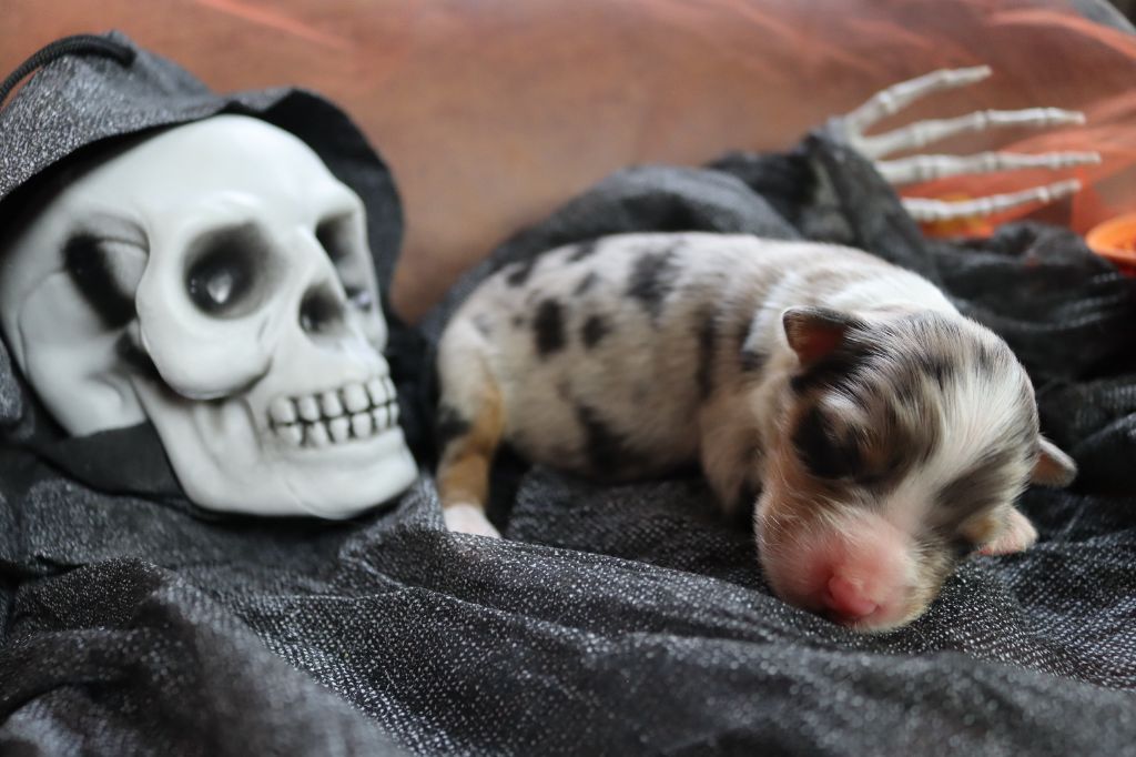 Berger Australien - of Fantasia Collies